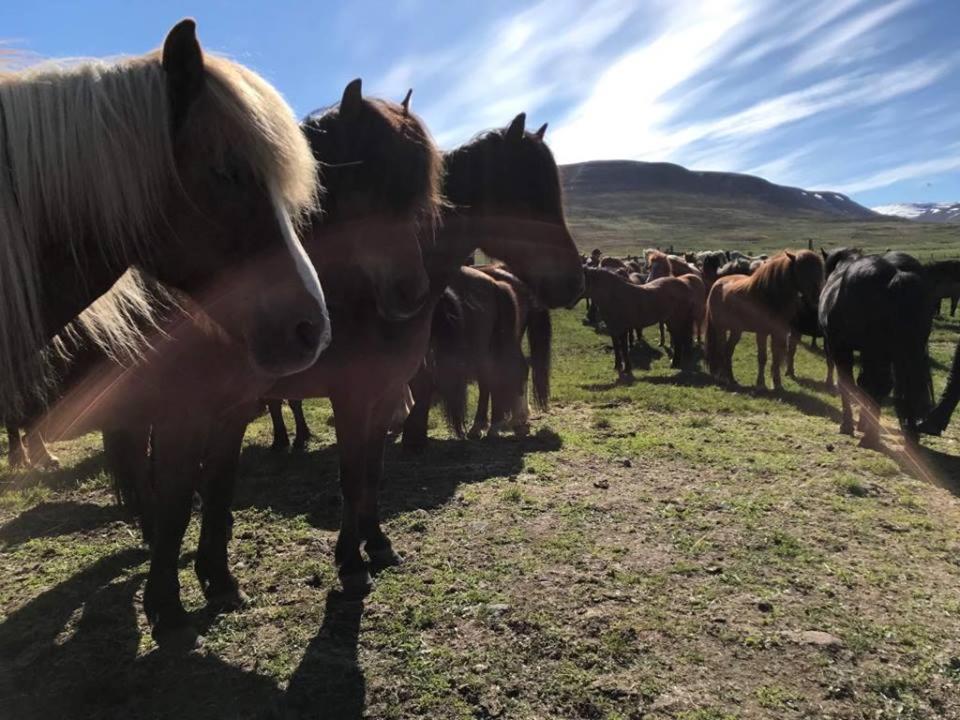 Sythra-Skoerthugil Guesthouse Varmahlíð Dış mekan fotoğraf